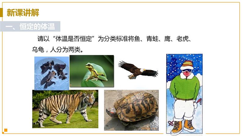 浙教版科学8年级上册 第3章 第5节 体温的控制 PPT课件+教案+习题05