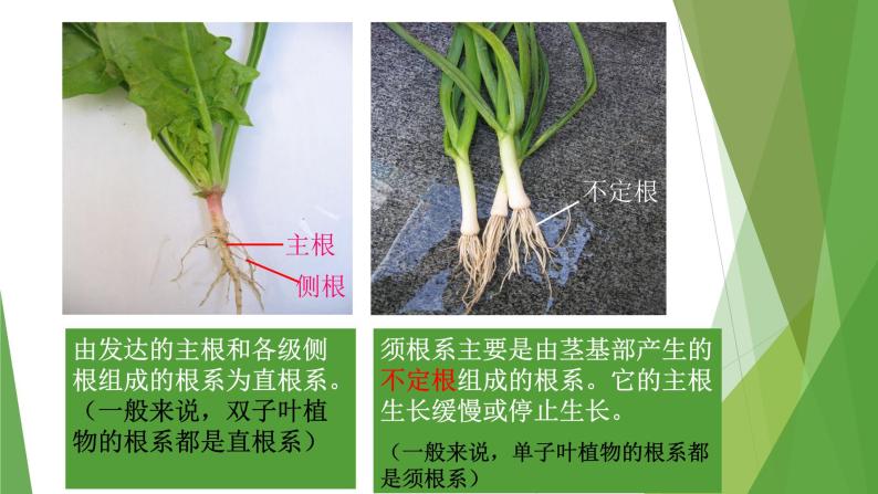 华中师大版八上科学 4.1绿色开花植物的营养器官 课件04