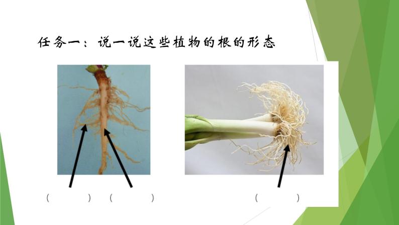 华中师大版八上科学 4.1绿色开花植物的营养器官 课件06
