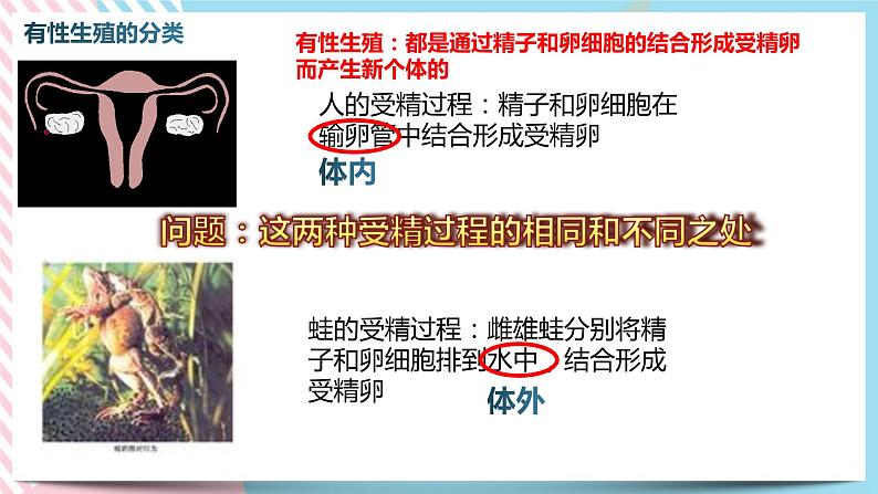 1.3.2动物的生长时期 第二课时 课件第8页