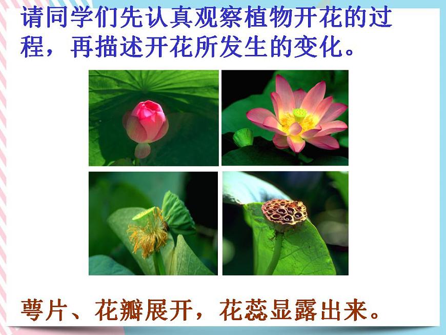 1.5植物生殖方式的多樣性第1課時第3頁