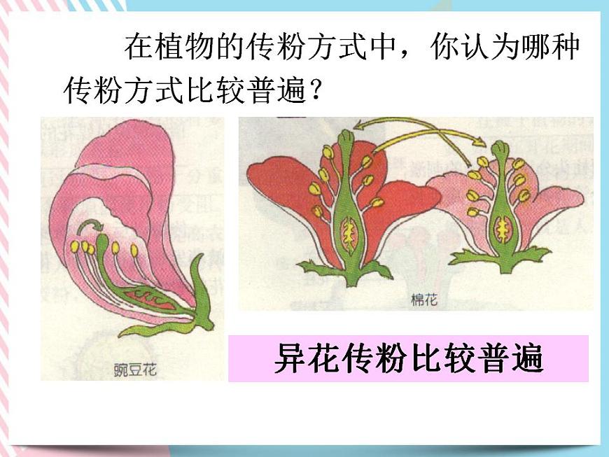 1.5植物生殖方式的多樣性第1課時第6頁