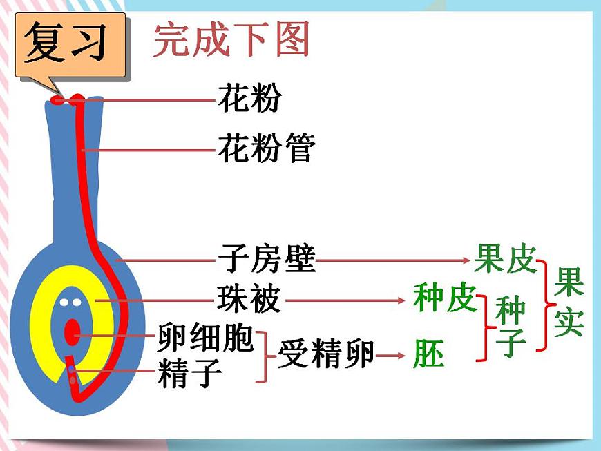 1.5植物生殖方式的多樣性第2課時第3頁