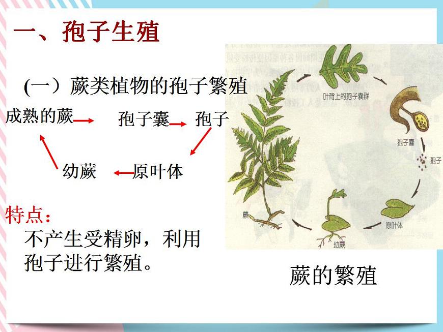 1.5植物生殖方式的多樣性第2課時第5頁