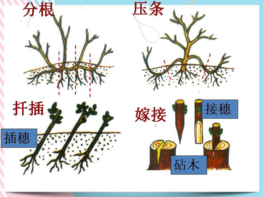 1.5植物生殖方式的多樣性第2課時第7頁