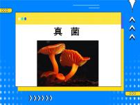 浙教版七年級下冊第6節(jié) 細菌和真菌的繁殖完美版ppt課件