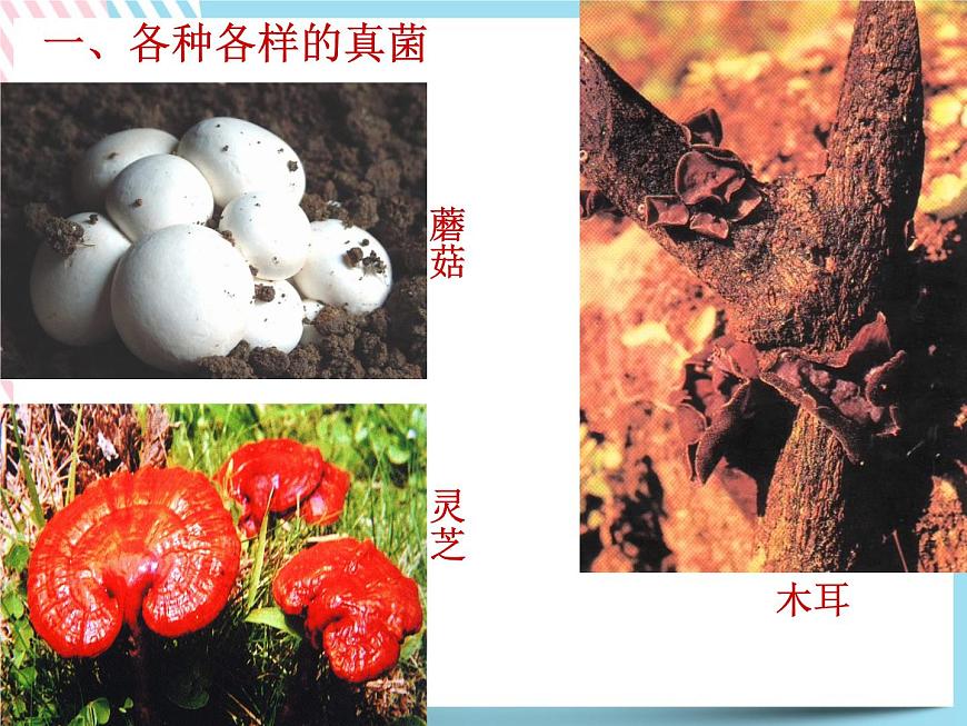 1.6細菌和真菌的繁殖 真菌1 課件第2頁
