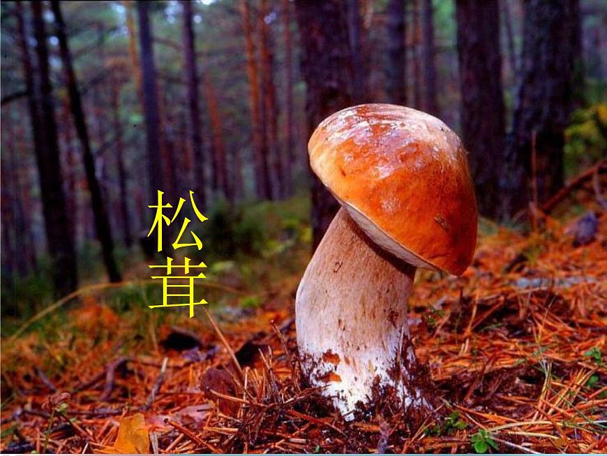 1.6細菌和真菌的繁殖 真菌1 課件第3頁