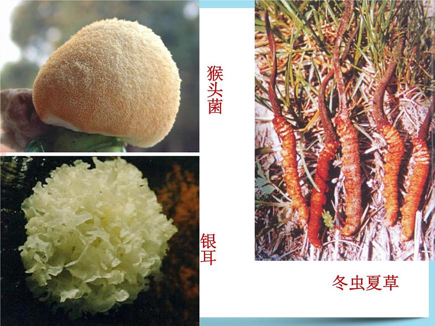 1.6細菌和真菌的繁殖 真菌1 課件第4頁