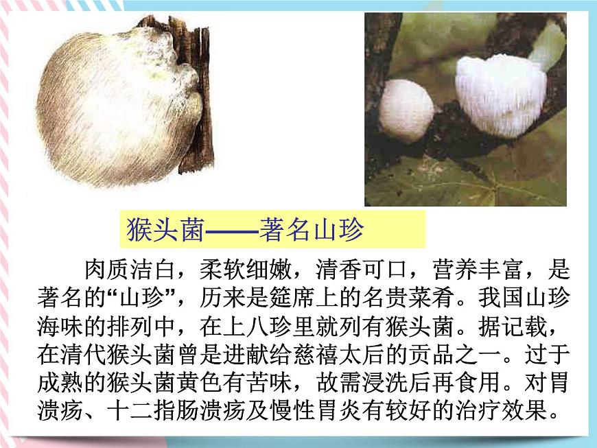 1.6細菌和真菌的繁殖 真菌1 課件第5頁