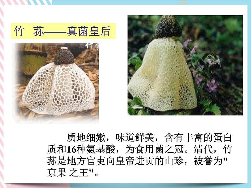 1.6細菌和真菌的繁殖 真菌1 課件第6頁