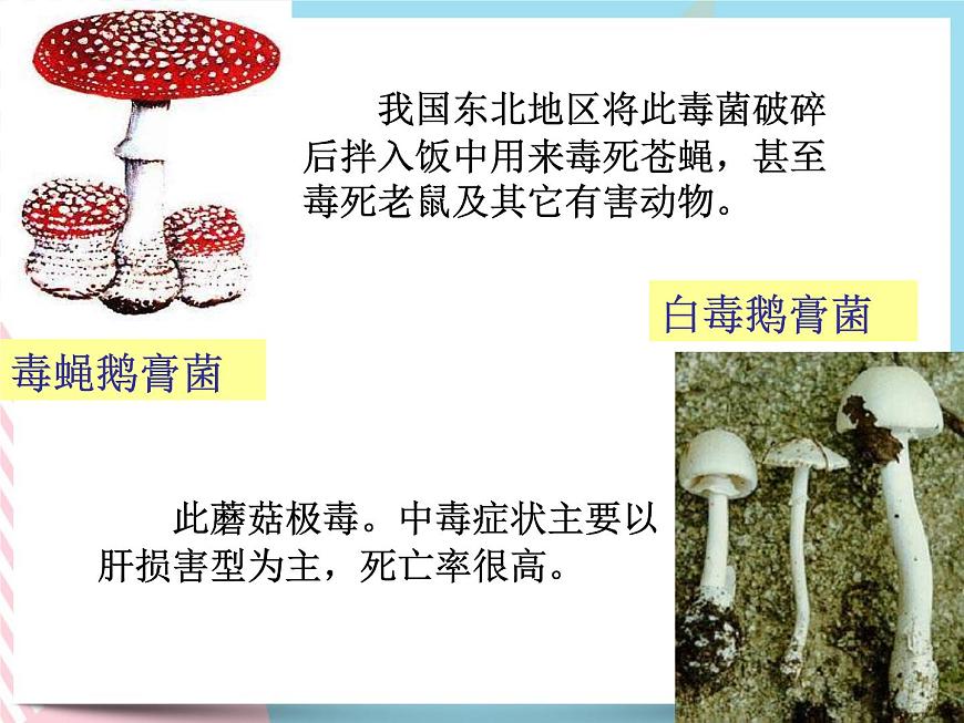 1.6細菌和真菌的繁殖 真菌1 課件第7頁