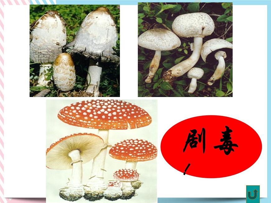 1.6細菌和真菌的繁殖 真菌1 課件第8頁
