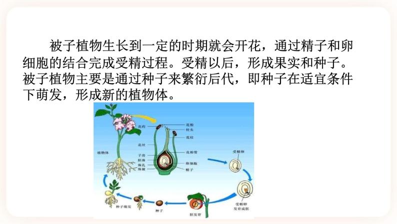 7.1绿色开花植物的有性生殖和发育 第1课时（课件 +预学案+练习）03
