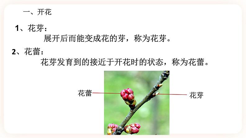 HS版七下7.1绿色开花植物的有性生殖与发育(2)第3页