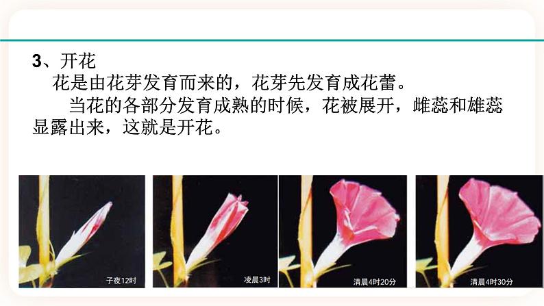 HS版七下7.1绿色开花植物的有性生殖与发育(2)第4页