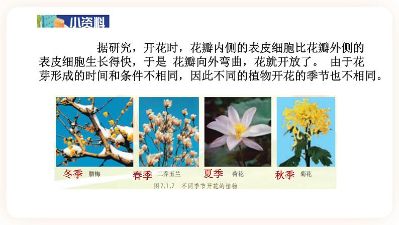 HS版七下7.1绿色开花植物的有性生殖与发育(2)第6页