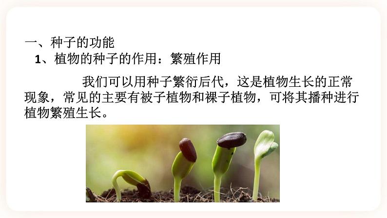 HS版七下7.2种子的萌发和幼苗的形成(1)第3页