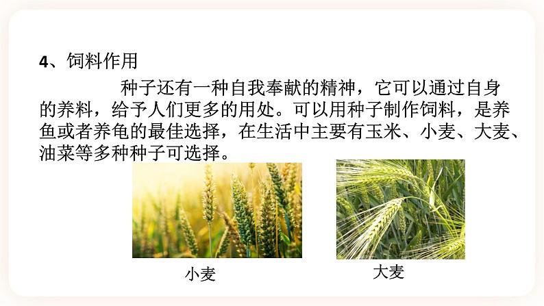 HS版七下7.2种子的萌发和幼苗的形成(1)第6页