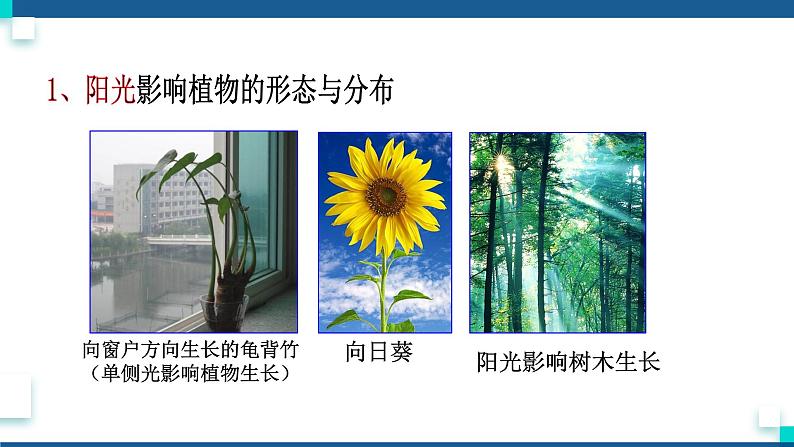 浙教版九下科学 2.1生物与环境的相互关系(课件+预习案+练习+视频)08