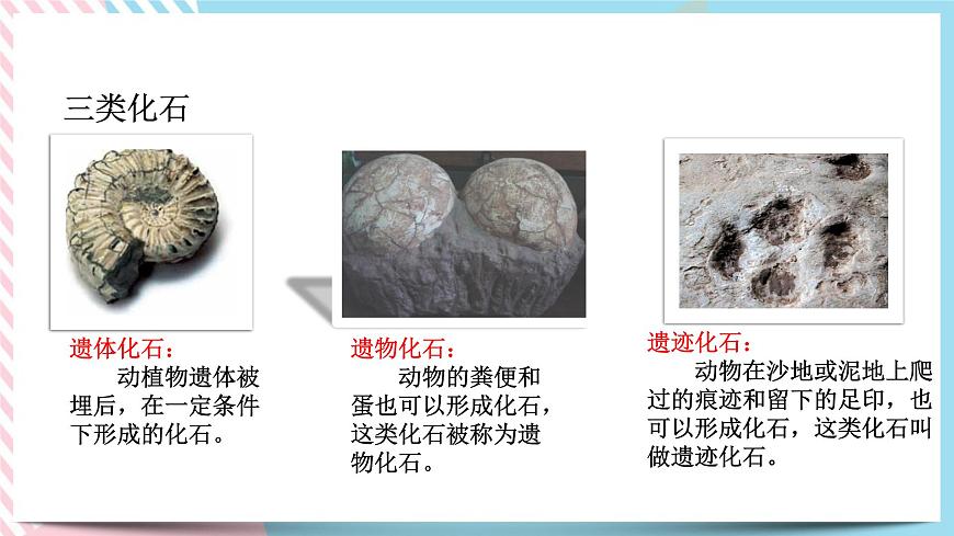 ZJ版九下1.4生物的進化（1）第4頁