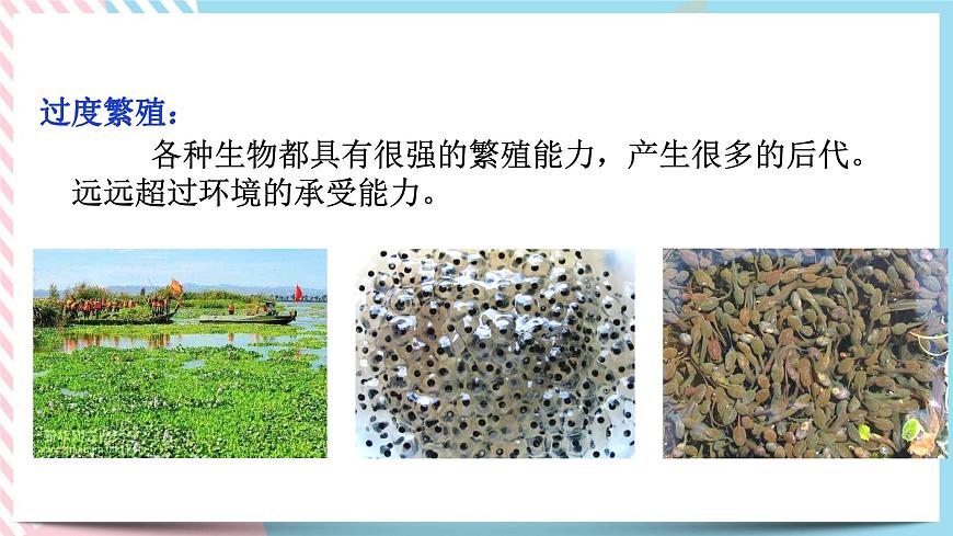 ZJ版九下1.4生物的進化（2）第8頁