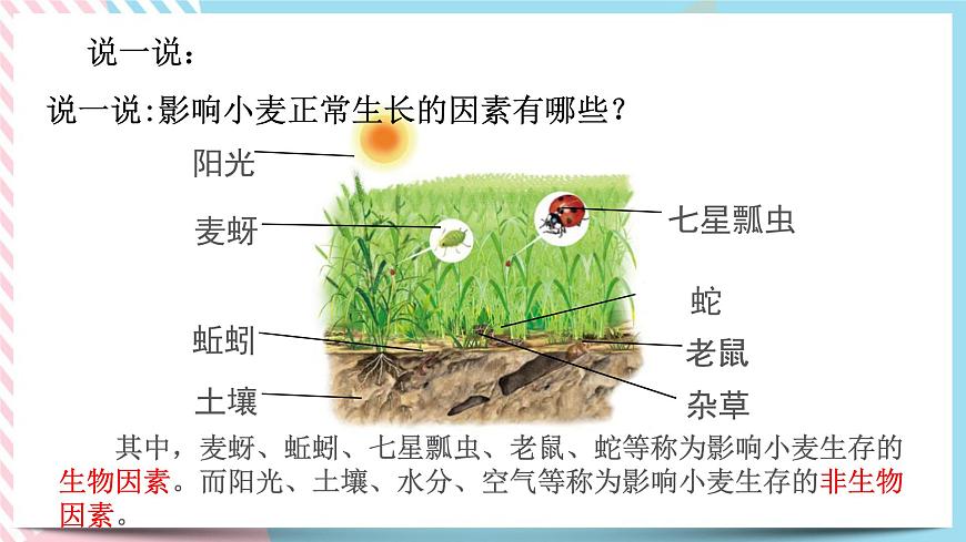 ZJ版九下2.1生物與環(huán)境的相互作用第4頁