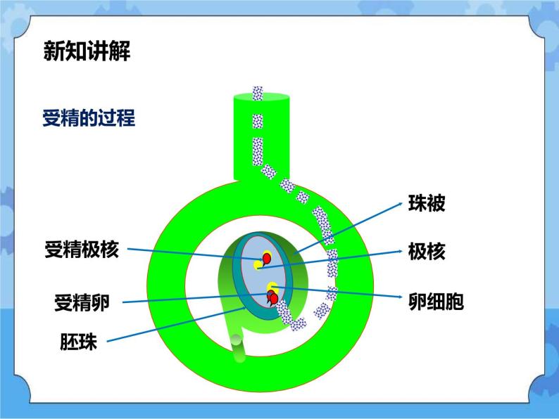 第七章第一节绿色开花植物的有性生殖和发育第3课时（课件+教案+练习+视频）04