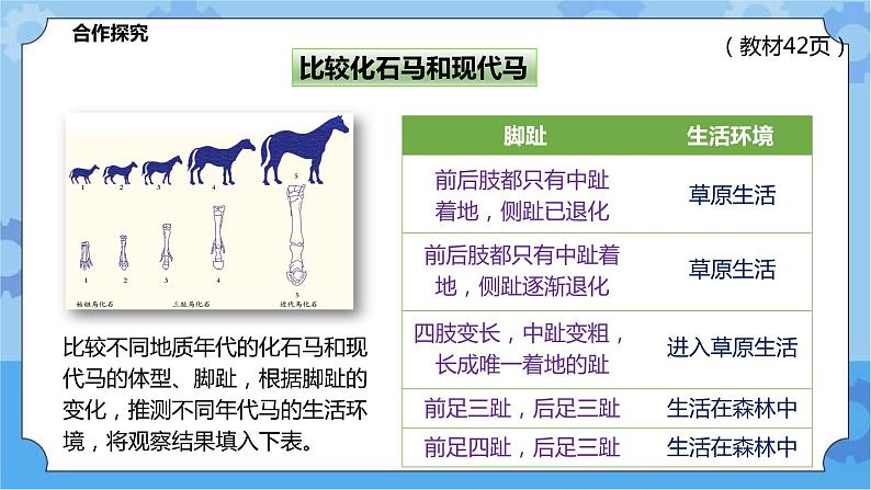 2.3.1生物进化(课件+教案+导学案)06