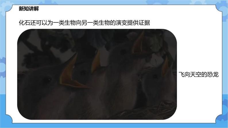 2.3.1生物进化（课件+教案+导学案）07