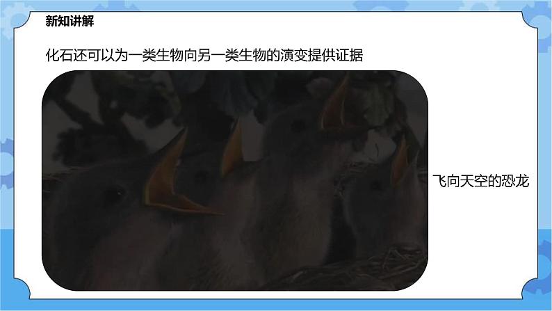 2.3.1生物进化(课件+教案+导学案)07
