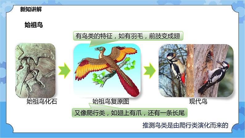 2.3.1生物进化(课件+教案+导学案)08