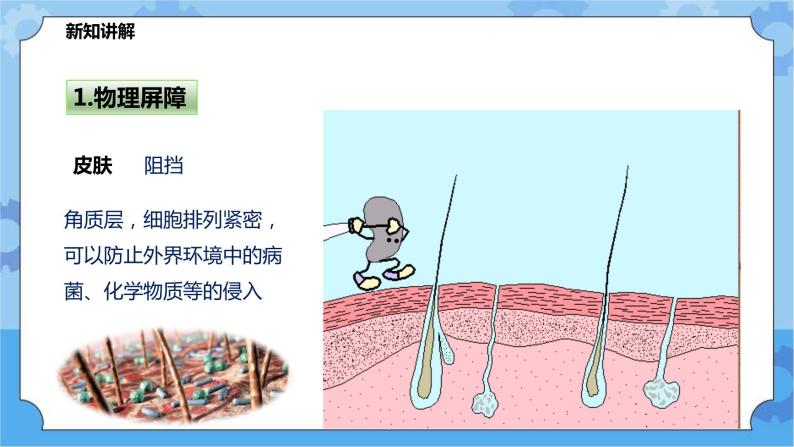 4.3.1免疫与健（课件+教案+导学案）06