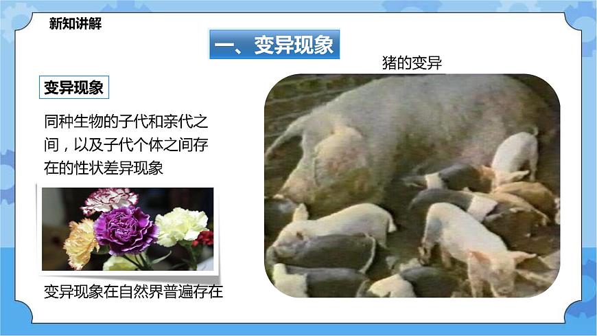 華師大九年級(jí)科學(xué)下冊(cè)第5章第2節(jié)生物的變異 第1課時(shí) 課件第3頁(yè)