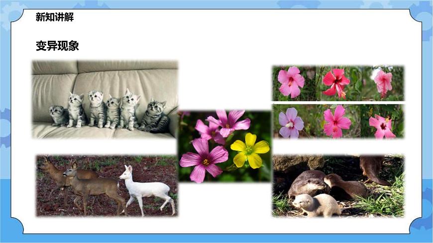 華師大九年級(jí)科學(xué)下冊(cè)第5章第2節(jié)生物的變異 第1課時(shí) 課件第4頁(yè)