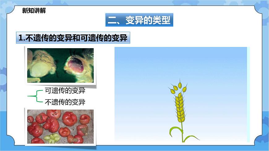 華師大九年級(jí)科學(xué)下冊(cè)第5章第2節(jié)生物的變異 第1課時(shí) 課件第6頁(yè)