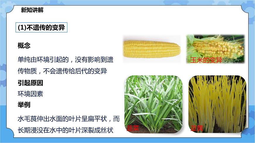 華師大九年級(jí)科學(xué)下冊(cè)第5章第2節(jié)生物的變異 第1課時(shí) 課件第8頁(yè)
