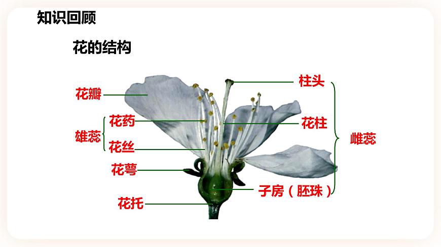 1.5植物生殖方式的多樣性(第1課時(shí)）第4頁(yè)