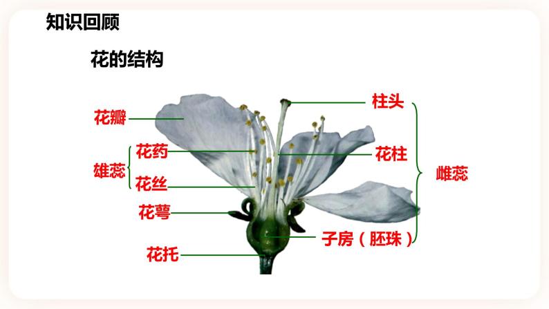 1.5植物生殖方式的多样性（第1课时）(课件+练习+精美音视频）04