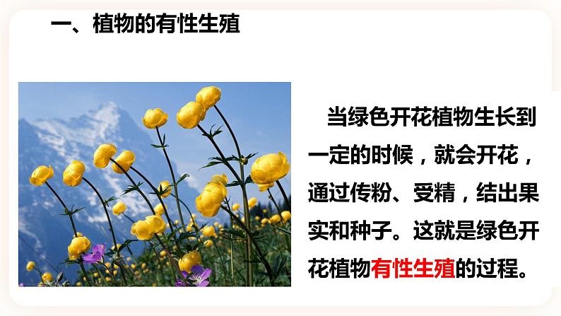 1.5植物生殖方式的多样性(第1课时)第5页