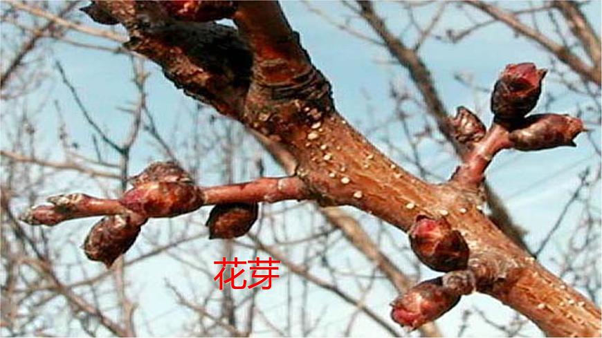 1.5植物生殖方式的多樣性(第1課時(shí)）第6頁(yè)