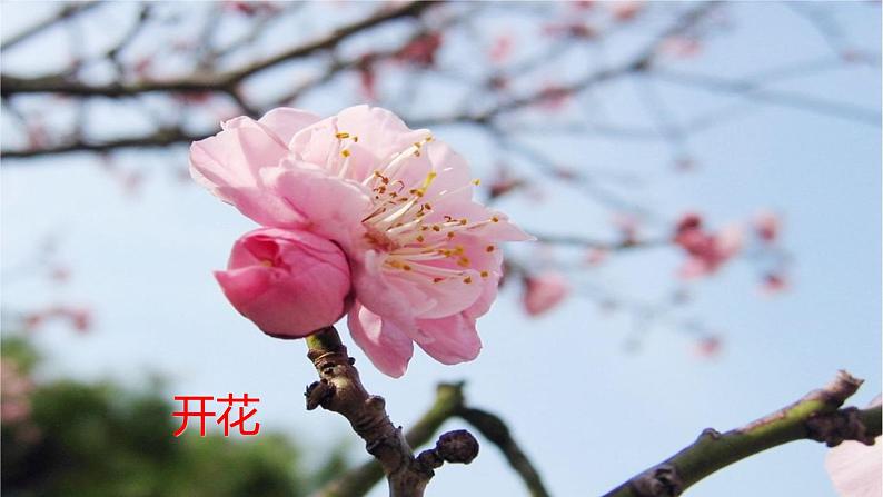 1.5植物生殖方式的多样性(第1课时)第8页