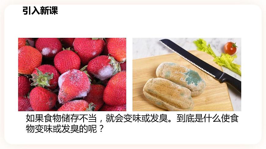 1.6細菌和真菌的繁殖第2頁