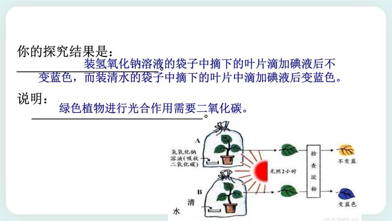 八下科学3.6光合作用 第2课时  课件+练习+视频08