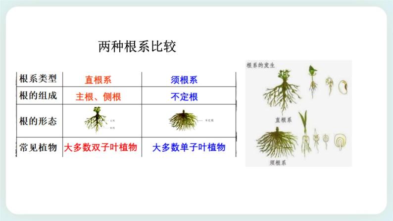 八下科学 4.3植物的根与物质吸收 第1课时 课件+练习+视频08