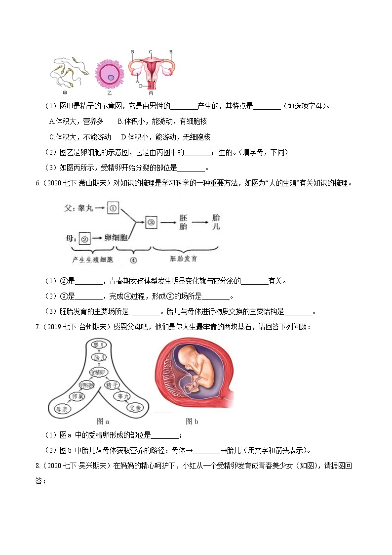 01 人和动物的生殖发育-最新七年级下册科学尖子生通关重难点集训（浙教版） 试卷02