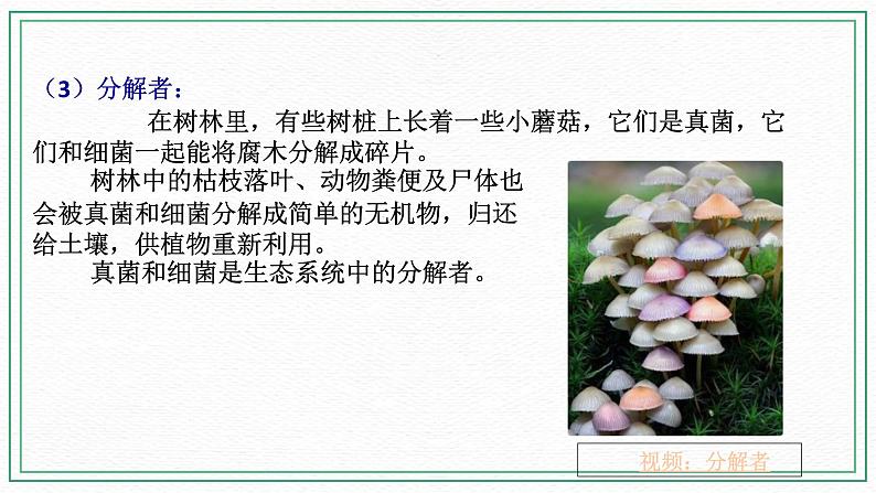 HS版七下5.2生态系统(2)第8页
