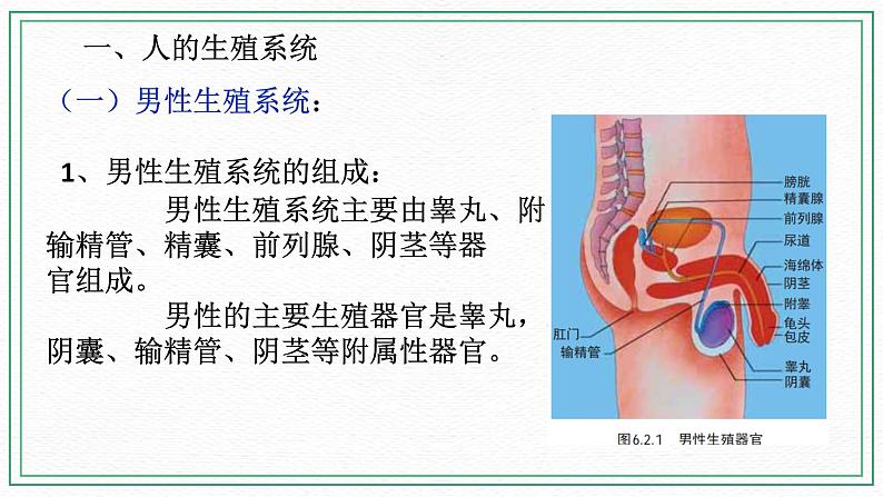 七下科学6.2 人的生殖与发育 第1课时(课件+视频+练习)03