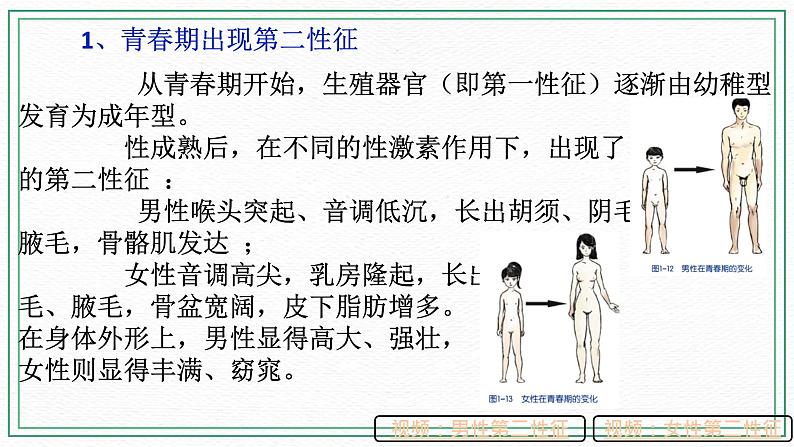 HS版七下6.2人的生殖与发育(3)第7页