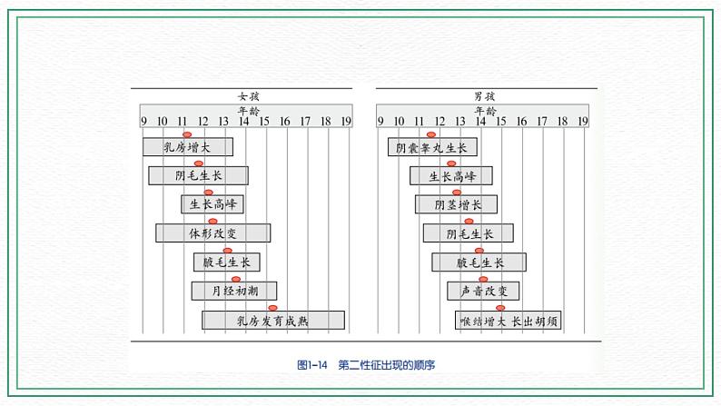HS版七下6.2人的生殖与发育(3)第8页